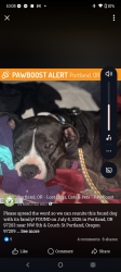 Lost Female Dog last seen Office Max on 3rd, Portland, OR 97214