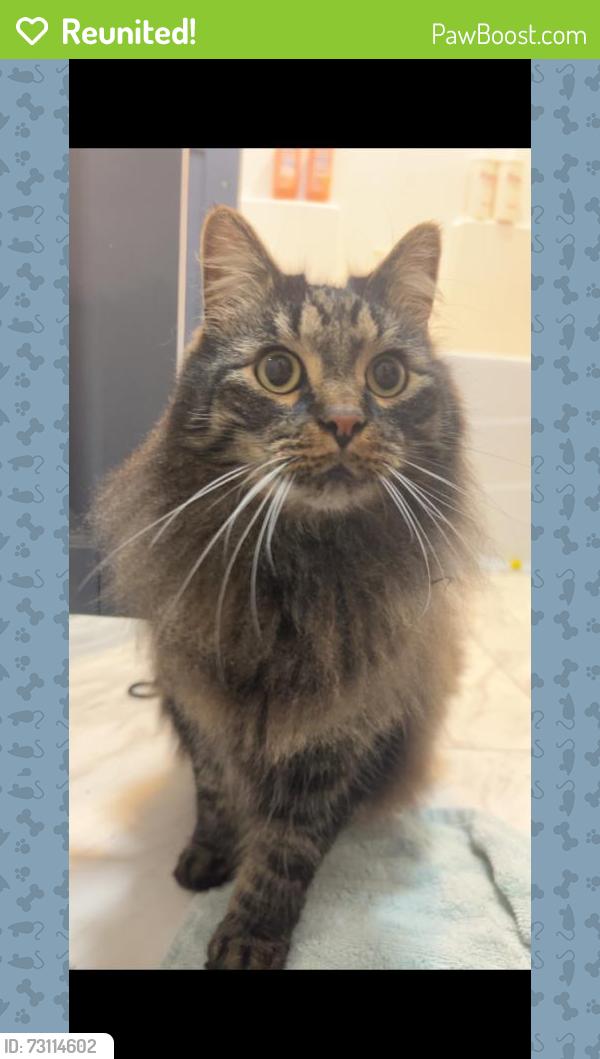 Reunited Male Cat last seen Near M-37, Dowling, MI 49050, USA, Dowling, MI 49050