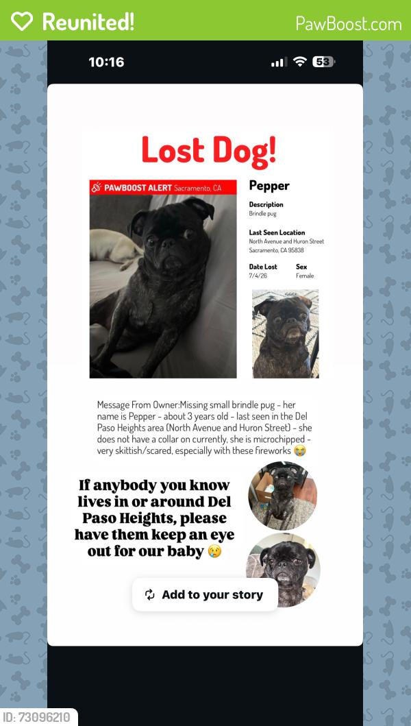 Reunited Female Dog last seen Near Huron St, Sacramento, CA 95838, USA, Sacramento, CA 95838