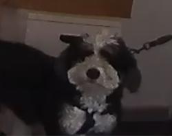 Reunited Female Dog last seen Pitkin Avenue and Junius street., Brooklyn, NY 11212