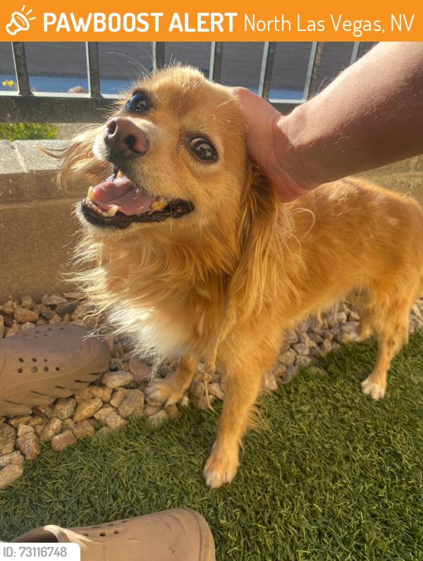 Found/Stray Male Dog last seen Halo Falls St, North Las Vegas, NV 89084