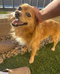 Found/Stray Male Dog last seen Halo Falls St, North Las Vegas, NV 89084