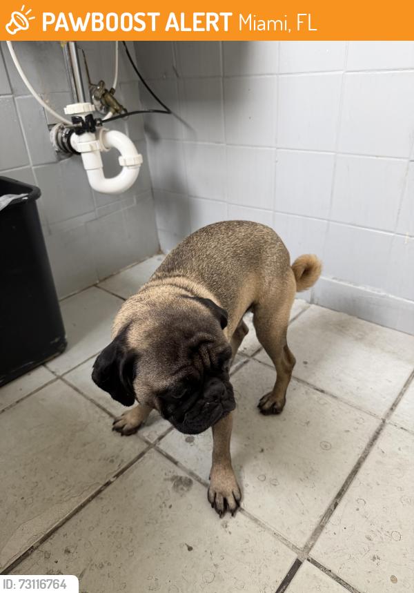 Found/Stray Male Dog last seen Tropical Park/Sherwin Williams, Miami, FL 33155