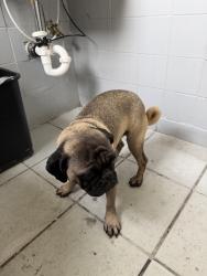 Found/Stray Male Dog last seen Tropical Park/Sherwin Williams, Miami, FL 33155