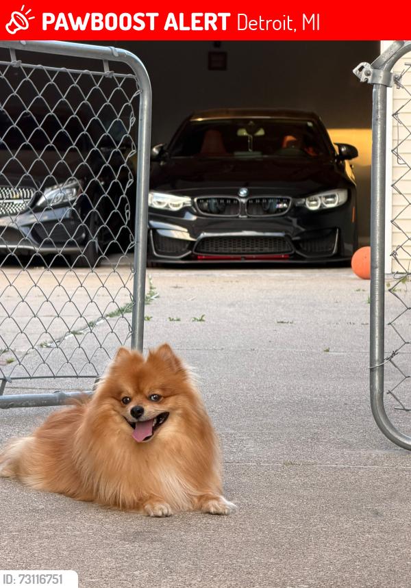Lost Male Dog last seen Calle Buena vista y la Salle blvd, Detroit, MI 48238