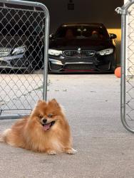 Lost Male Dog last seen Calle Buena vista y la Salle blvd, Detroit, MI 48238
