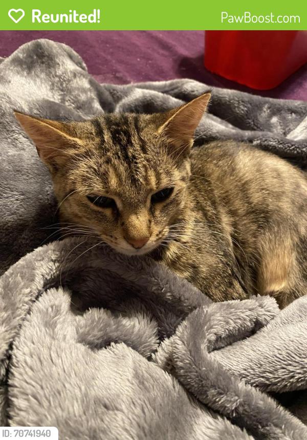 Reunited Female Cat last seen Near OH-605, Westerville, OH 43082, USA, Westerville, OH 43082