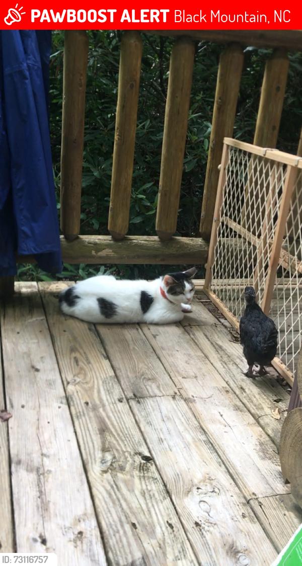 Lost Female Cat last seen Lake tomahawk, Black Mountain, NC 28711