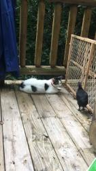 Lost Female Cat last seen Lake tomahawk, Black Mountain, NC 28711