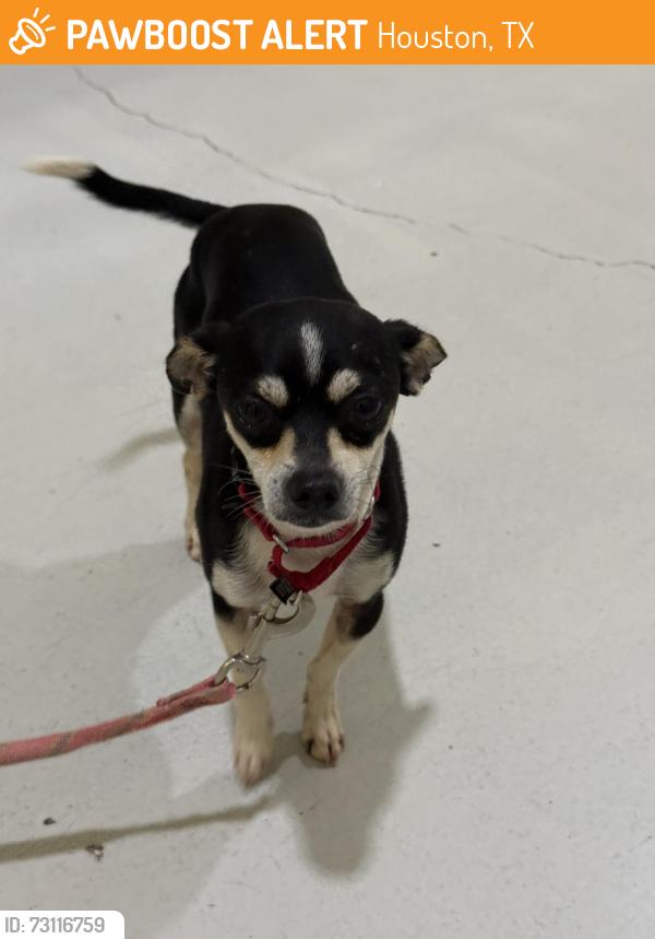 Found/Stray Male Dog last seen Champion Forest and Strack Rd, Houston, TX 77069