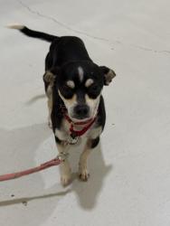 Found/Stray Male Dog last seen Champion Forest and Strack Rd, Houston, TX 77069