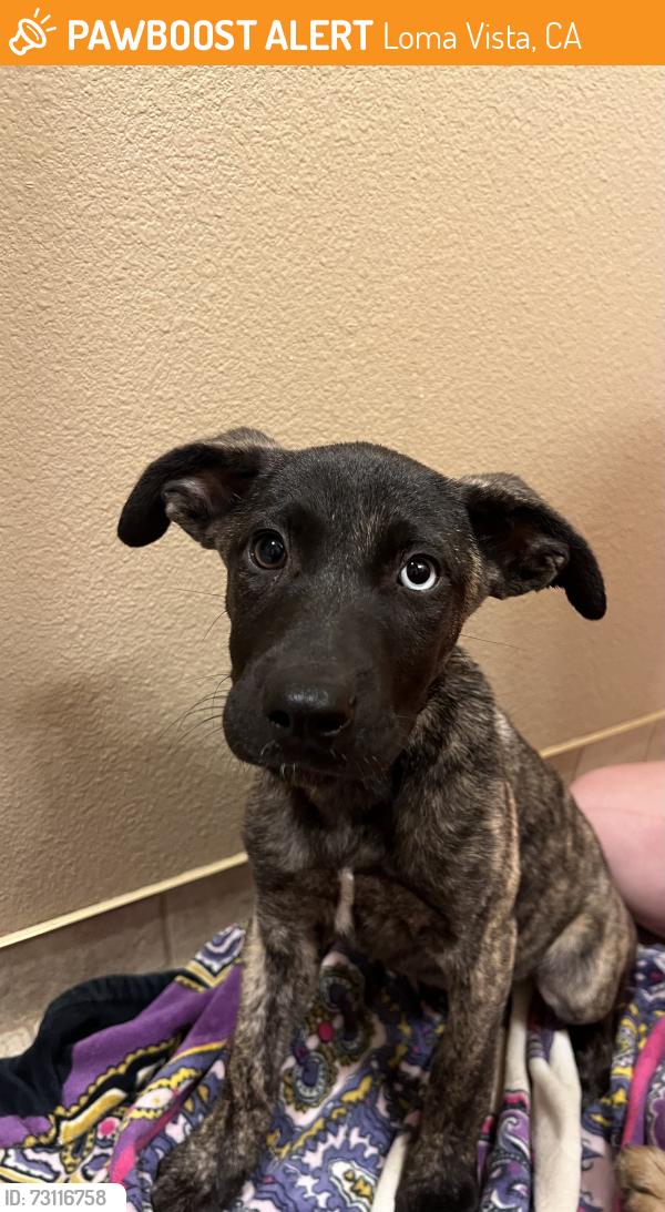 Found/Stray Female Dog last seen Loma Vista Community Church, Loma Vista, CA 93619