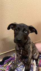 Found/Stray Female Dog last seen Loma Vista Community Church, Loma Vista, CA 93619
