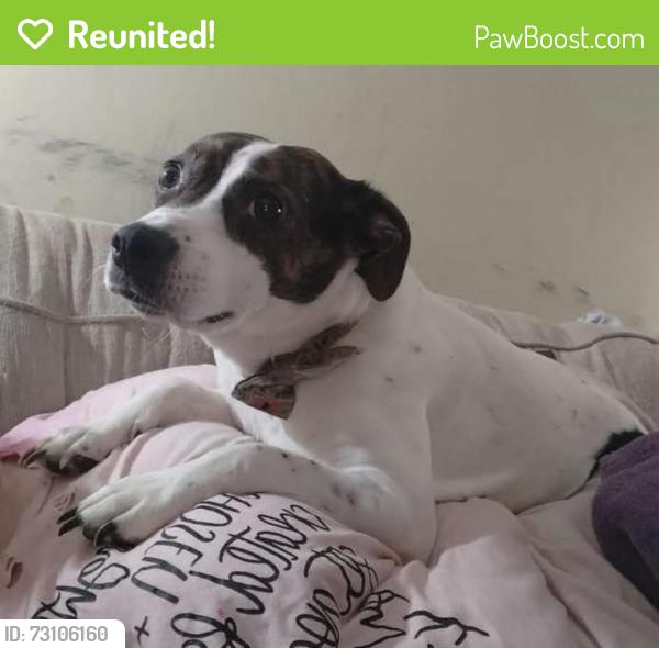 Reunited Female Dog last seen Cumberland ests, Knoxville, TN 37921