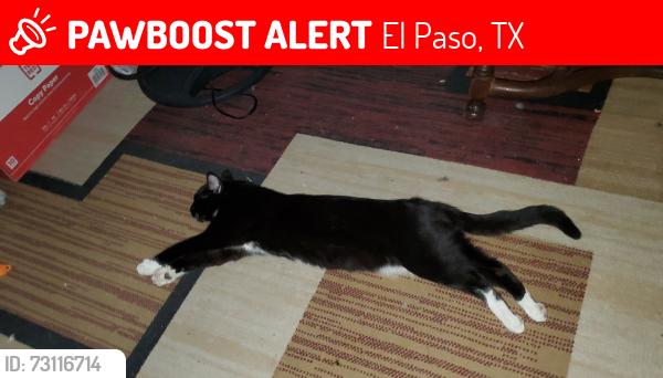 Lost Male Cat last seen Yarbrough Dr & Lafayette Dr, El Paso, TX 79915
