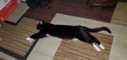 Lost Male Cat last seen Yarbrough Dr & Lafayette Dr, El Paso, TX 79915