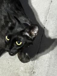 Found/Stray Unknown Cat last seen Washington and Marion, Sunrise Manor, NV 89110