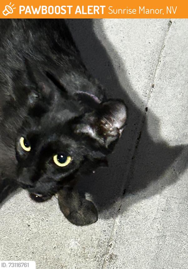 Found/Stray Unknown Cat last seen Washington and Marion, Sunrise Manor, NV 89110