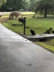 Found/Stray Unknown Cat last seen Acacia, Signal Mountain, TN 37377