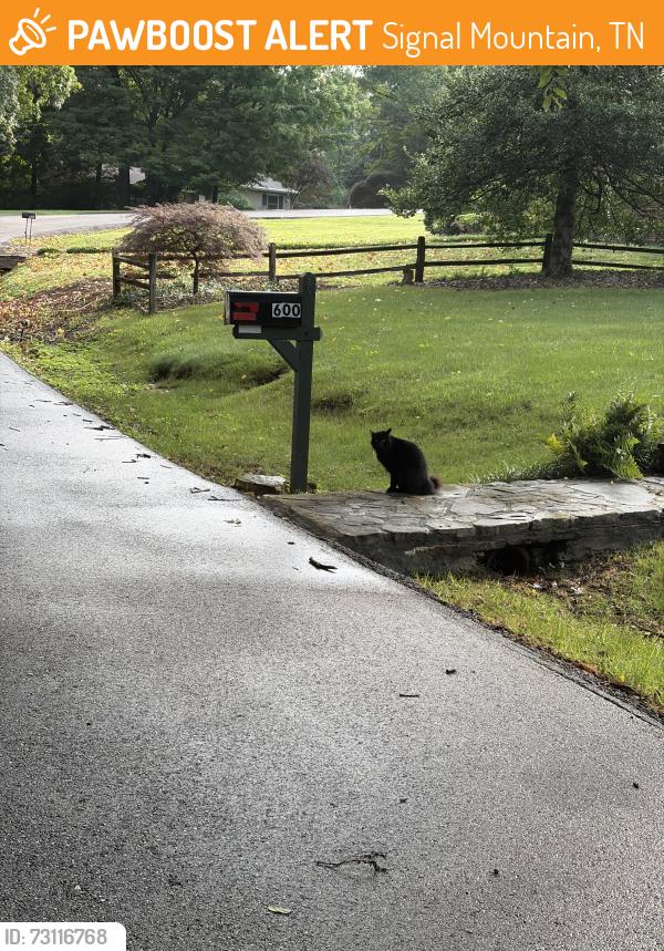 Found/Stray Unknown Cat last seen Acacia, Signal Mountain, TN 37377