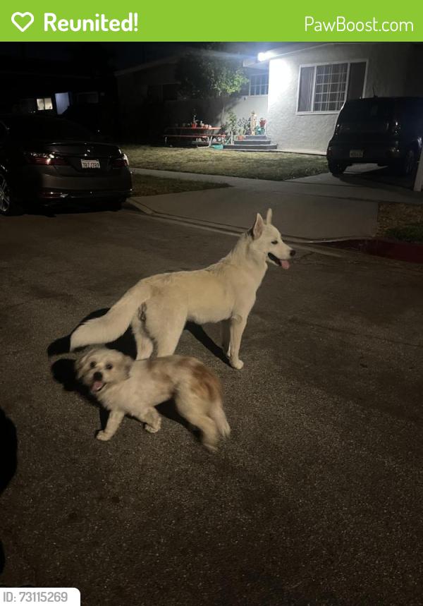 Reunited Female Dog last seen Scott and Kibbee, Whittier, CA 90604