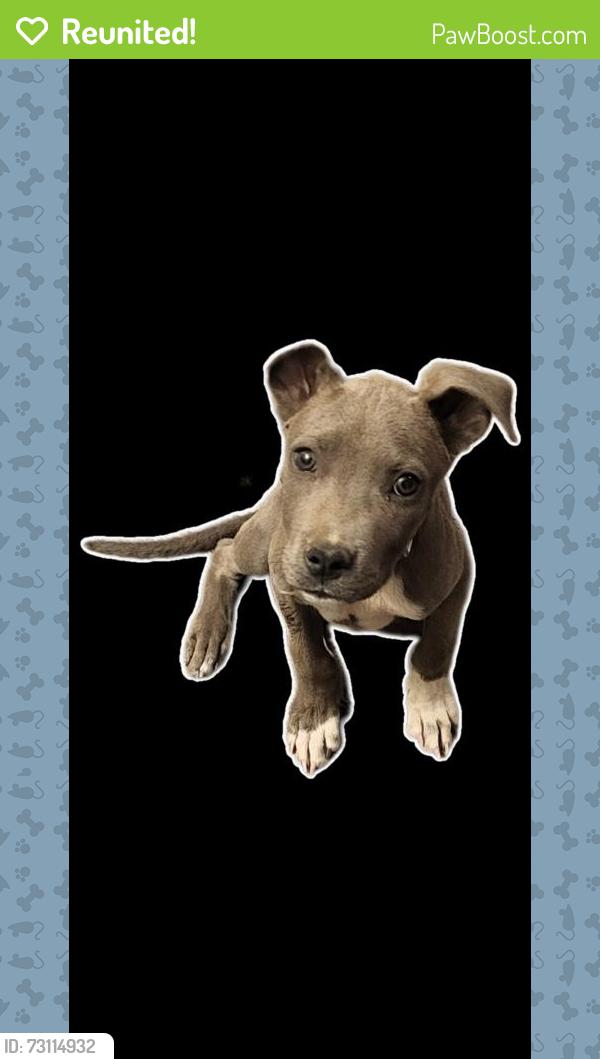 Reunited Unknown Dog last seen Iroquois and Powhatan, Apple Valley, CA 92308