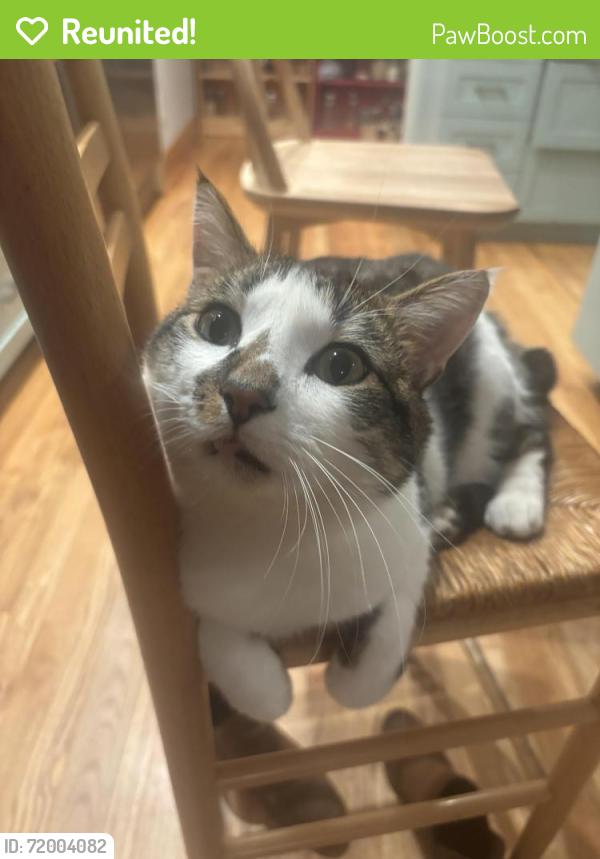 Reunited Male Cat last seen Se Rusk road by sunstone montessori, Milwaukie, OR 97222