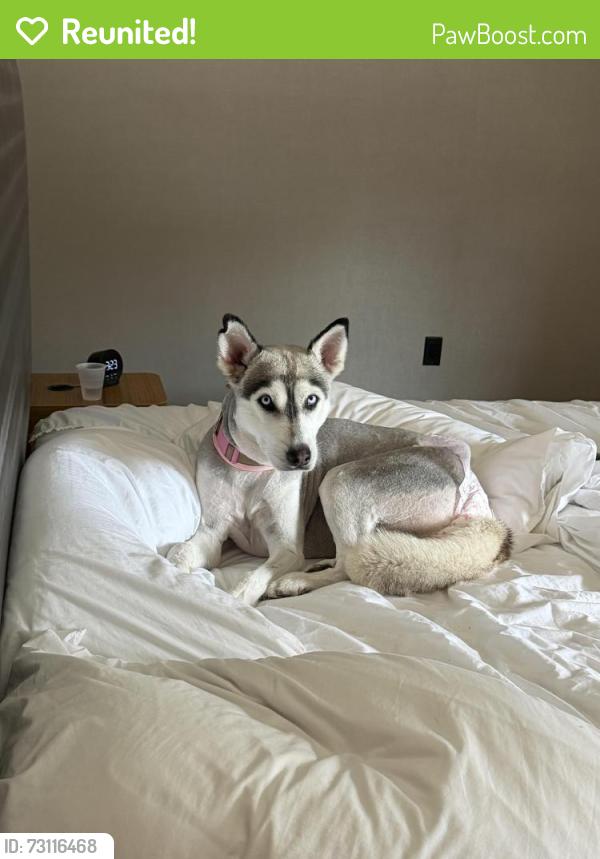 Reunited Female Dog last seen Charles avenue, Jurupa Valley, CA 91752