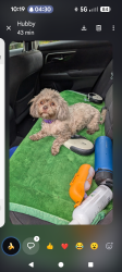 Reunited Female Dog last seen Target parking lot, Massillon, OH 44646