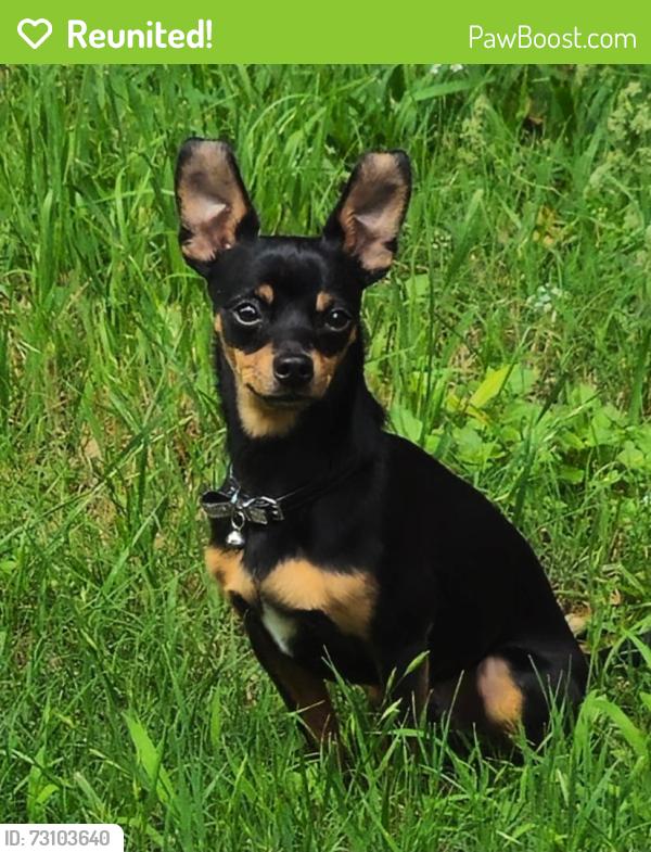 Reunited Male Dog last seen Wembley Downs Drive. Arlington tx, Arlington, TX 76017
