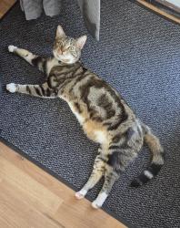 Reunited Male Cat last seen Stanton road busway, Luton, England 