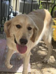 Reunited Female Dog last seen Northwest Crossing Elementary School, San Antonio, TX 78250