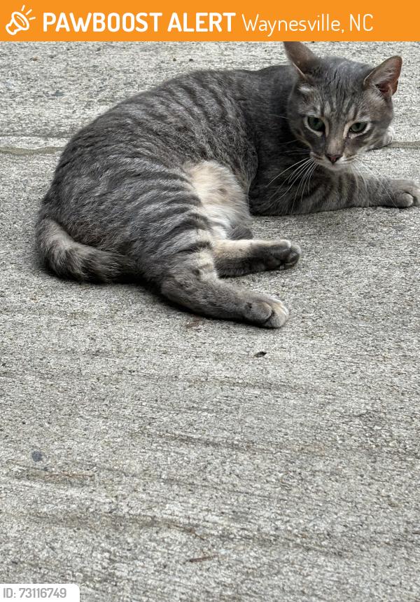Found/Stray Male Cat last seen Sulfar springs and blink Bonny, Waynesville, NC 28786