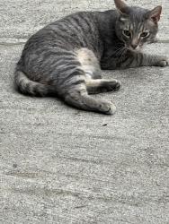 Found/Stray Male Cat last seen Sulfar springs and blink Bonny, Waynesville, NC 28786