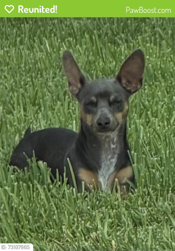Reunited Male Dog last seen Sterling Green Blvd, Houston, TX 77015