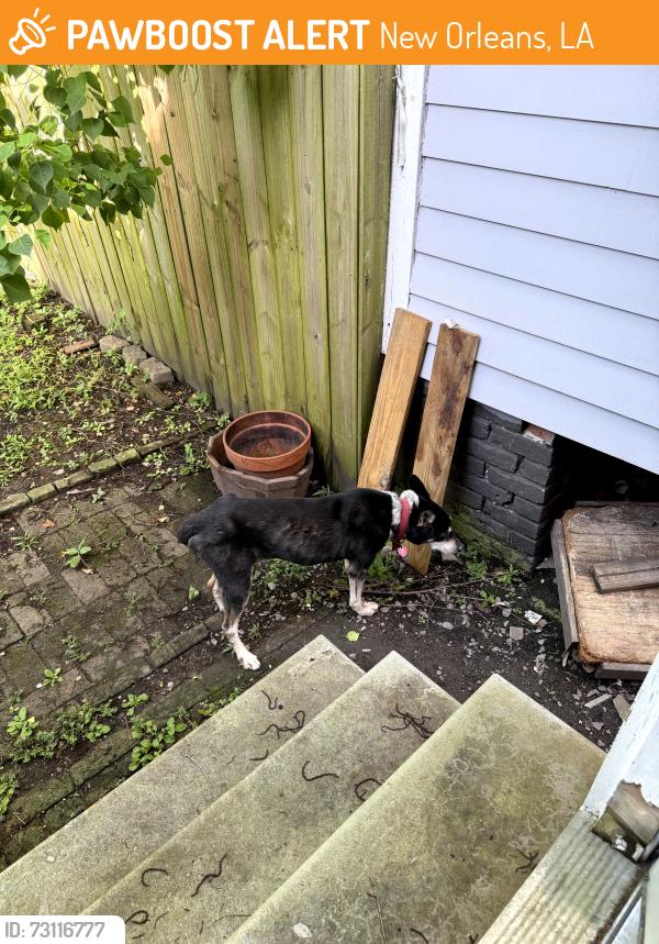 Found/Stray Unknown Dog last seen Near cleveland ave , new orleans, la 70119, New Orleans, LA 70119