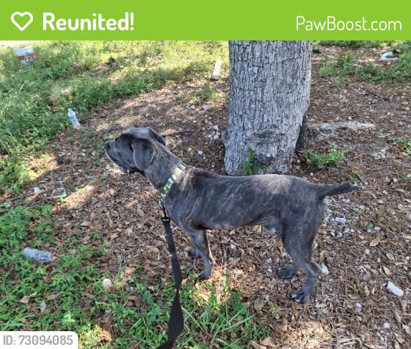 Reunited Male Dog last seen Sample rd, by the 2 lights near McDonald's., Pompano Beach, FL 33064
