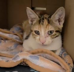 Shelter Stray Female Cat last seen Near BLOCK NW 59 WY, SUNRISE FL 33313, 2400 SW 42nd St, Fort Lauderdale, FL 33312, USA