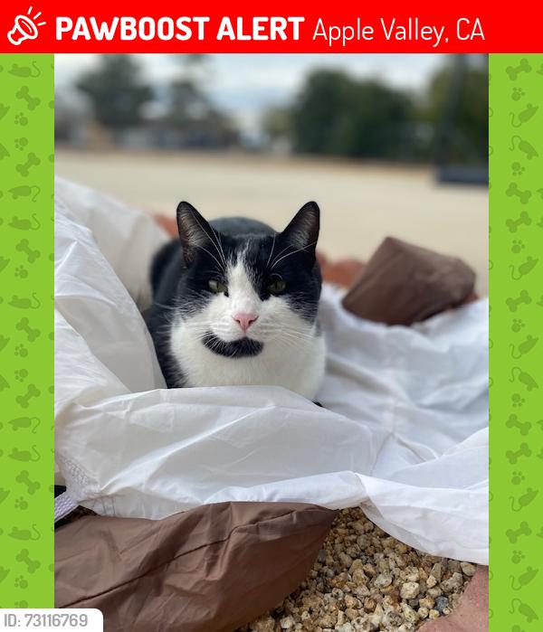 Lost Male Cat last seen Near cochiti rd Apple Valley 92308, Apple Valley, CA 92308