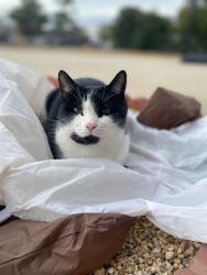 Lost Male Cat last seen Near cochiti rd Apple Valley 92308, Apple Valley, CA 92308