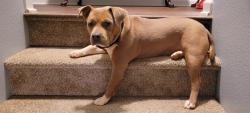 Reunited Female Dog last seen Cristenbarry and Gibbin, Charlotte, NC 28269