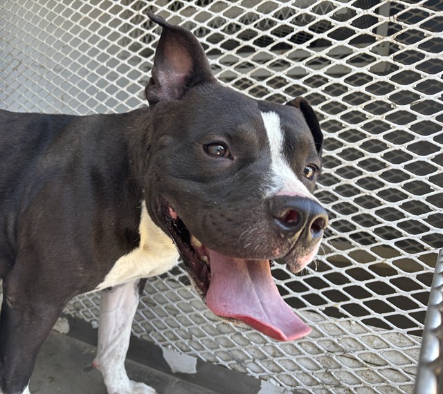Shelter Stray Male Dog last seen Near STIRRUP AVE, BAKERSFIELD CA 93307, 3951 Fruitvale Ave, Bakersfield, CA 93308, USA