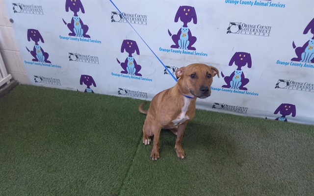 Shelter Stray Male Dog last seen , 2769 Conroy Rd, Orlando, FL 32839, USA