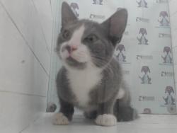 Shelter Stray Male Cat last seen , 2769 Conroy Rd, Orlando, FL 32839, USA