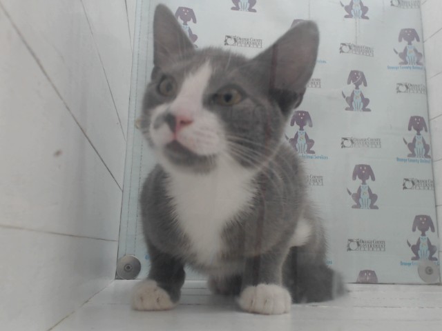 Shelter Stray Male Cat last seen , 2769 Conroy Rd, Orlando, FL 32839, USA