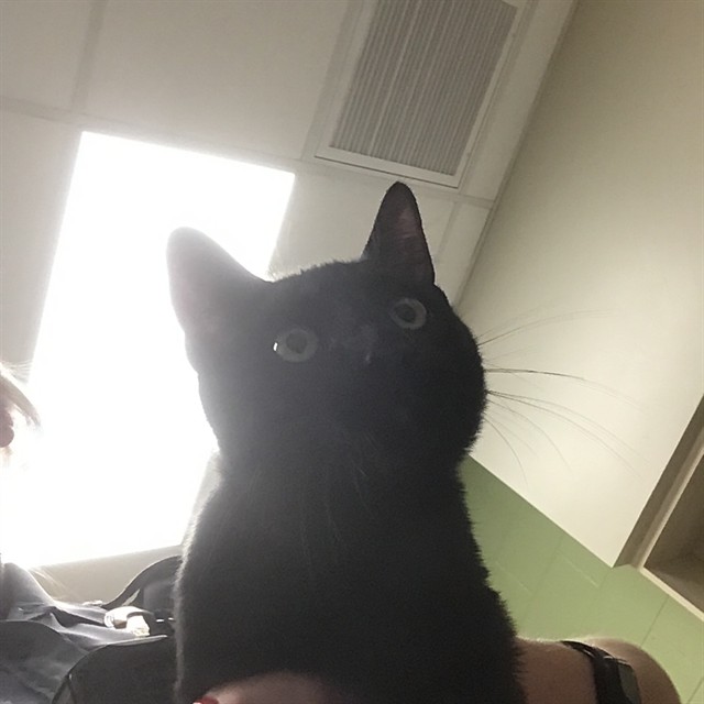Shelter Stray Male Cat last seen Near BLOCK WELBY RD 325, 12155 Park Blvd, Brighton, CO 80601, USA