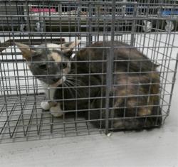 Shelter Stray Female Cat last seen , 232 Eslinger Way, Sanford, FL 32773, USA