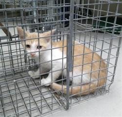 Shelter Stray Unknown Cat last seen , 232 Eslinger Way, Sanford, FL 32773, USA