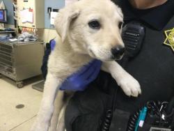 Shelter Stray Male Dog last seen Near BLOCK MARTIN ST, PERRIS, CA, 6851 Van Buren Boulevard, Jurupa Valley, CA 92509, USA