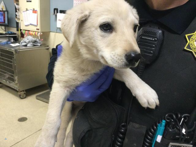 Shelter Stray Male Dog last seen Near BLOCK MARTIN ST, PERRIS, CA, 6851 Van Buren Boulevard, Jurupa Valley, CA 92509, USA